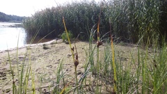 Bolboschoenus maritimus