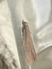 Celypha rosaceana