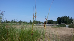 Bolboschoenus maritimus