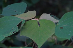 Cranopygia vitticollis