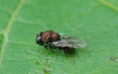 Perilampus aeneus