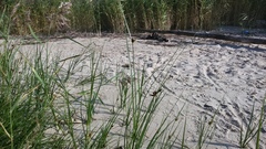 Bolboschoenus maritimus