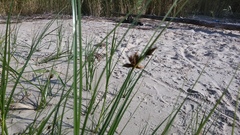 Bolboschoenus maritimus