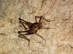 Atachycines apicalis gusouma