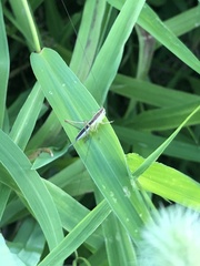 Conocephalus maculatus