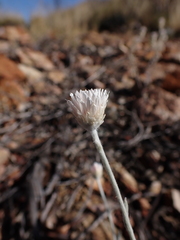 Anemocarpa saxatilis