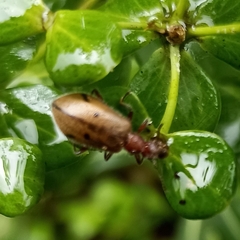 Cerogria quadrimaculata