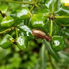 Cerogria quadrimaculata