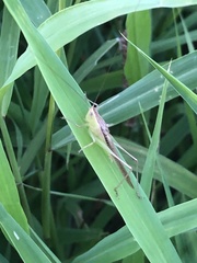 Conocephalus maculatus