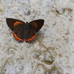 Heliophorus brahma