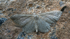 Idaea sylvestraria