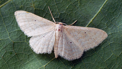 Idaea sylvestraria