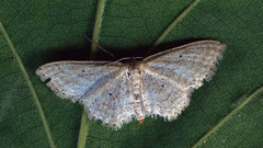Idaea sylvestraria