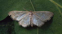 Idaea sylvestraria