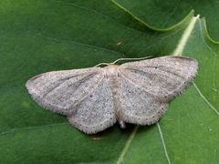 Idaea sylvestraria