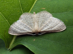 Idaea sylvestraria