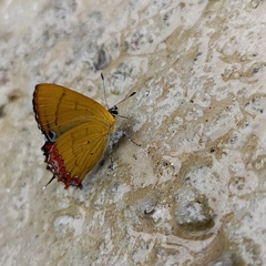 Heliophorus brahma