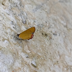 Heliophorus brahma