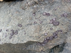Umbilicaria crustulosa