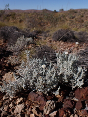 Anemocarpa saxatilis