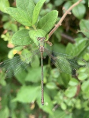 Chalcolestes parvidens