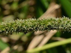 Hymenachne amplexicaulis