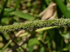 Hymenachne amplexicaulis