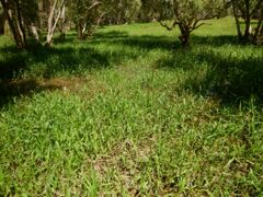 Hymenachne amplexicaulis