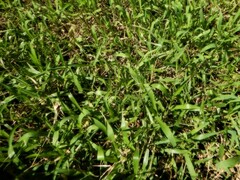 Hymenachne amplexicaulis