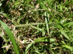 Hymenachne amplexicaulis