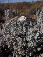 Anemocarpa saxatilis