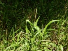 Hymenachne amplexicaulis