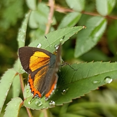 Heliophorus brahma