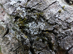 Physcia tribacioides