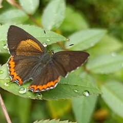 Heliophorus brahma