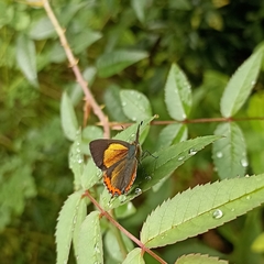 Heliophorus brahma