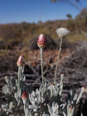Anemocarpa saxatilis