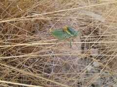 Polysarcus denticauda