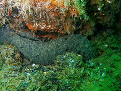 Holothuria mammata