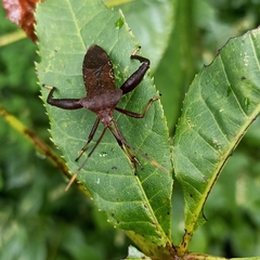 Ochrochira albiditarsis