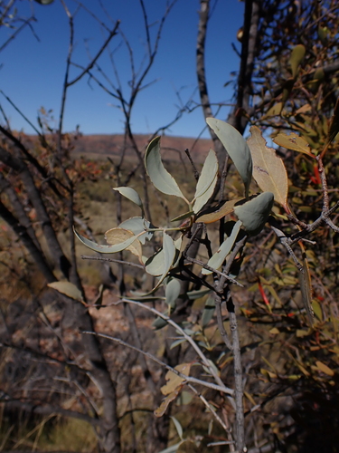 Image of Lysiana spathulata by (c) Nina Kerr, some rights reserved (CC BY)