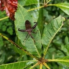 Ochrochira albiditarsis