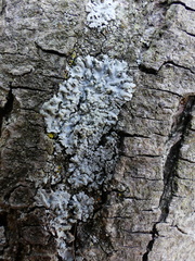 Physcia tribacioides