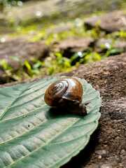Macrochlamys nitidissima