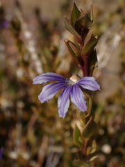 Scaevola glabrata
