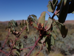 Gossypium sturtianum