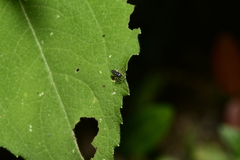 Phintella bifurcilinea