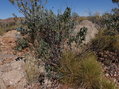 Gossypium sturtianum