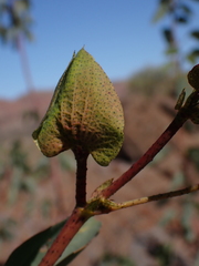 Gossypium sturtianum