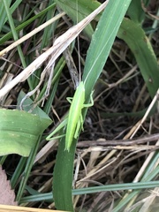 Euconocephalus varius